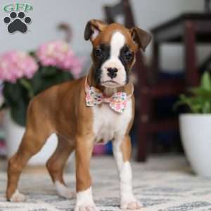 Indigo, Boxer Puppy